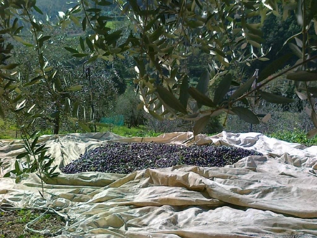 Agriturismo Terrarossa Pistoia Dış mekan fotoğraf